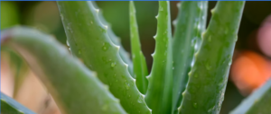 Top 10 Plantas Medicinais Mais Usadas e Como Preparar Cada Uma com Segurança